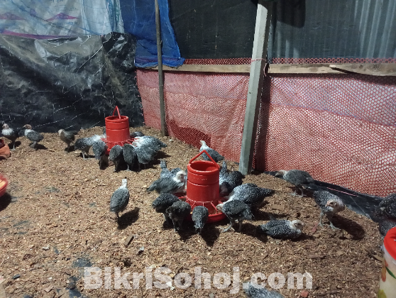 ১ মাস বয়সী ফাউমি মুরগির বাচ্চা বিক্রি করা হবে